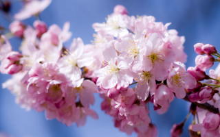 Цветы сакуры