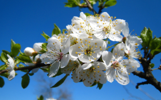 Цветы яблони