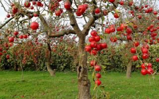 Яблони в саду