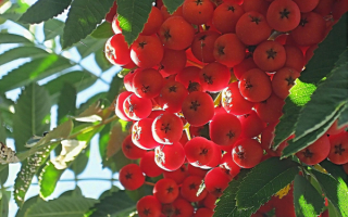 Рябина красная