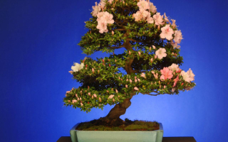 Азалия бонзай