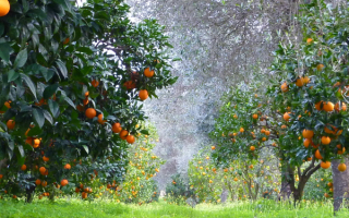 Апельсиновые деревья