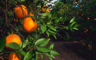 Апельсины на ветке