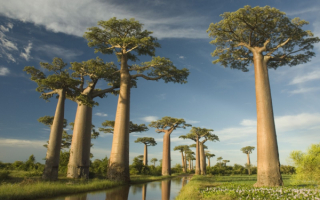 Баобабы Мадагаскара