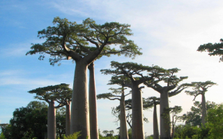 Баобабы