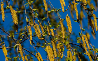 Березовые сережки