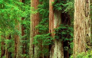Гигантские секвойя