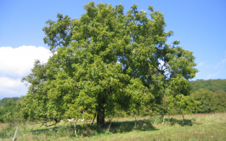 Грецкий орех