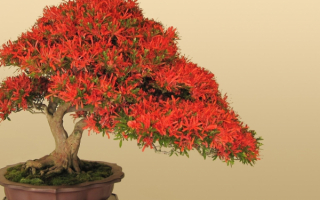 Дерево бонсай