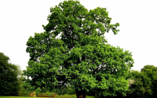 Дерево лето