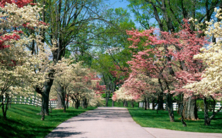 Деревья в цвету