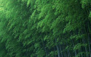 Заросли бамбука