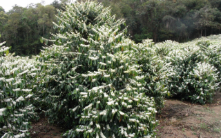 Кофейное дерево