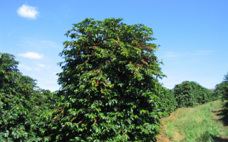 Кофейные деревья