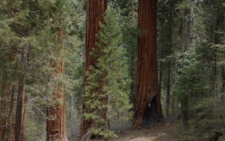 Лес секвойя