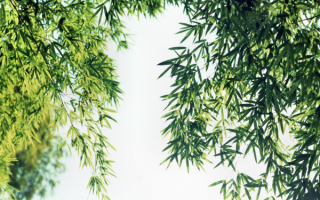 Ветки бамбука