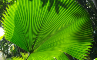 Лист пальмы