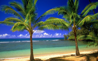 Пальмы на пляже