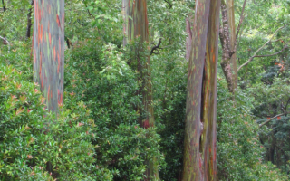 Радужный эвкалипт