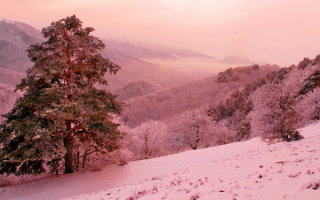 Сосна зимой