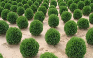 Туя западная