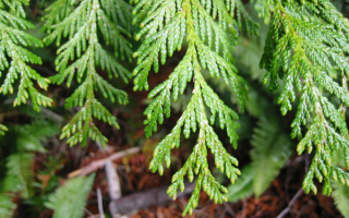 Туя складчатая
