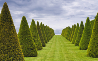 Туя стриженная