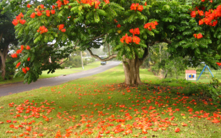 Тюльпанное дерево