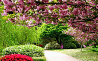 Цветущая сакура