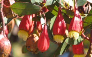 Цветы австралийского эвкалипта