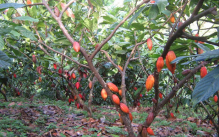 Шоколадное дерево