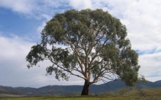 Эвкалипт