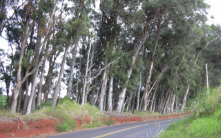 Эвкалипты у дороги