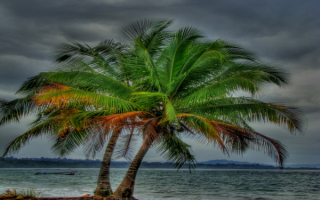 Пальмы море