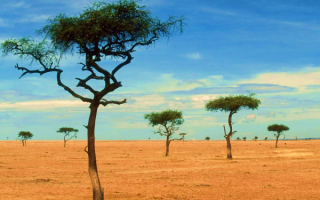 Африканская акация