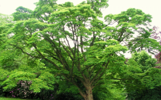 Бархат амурский