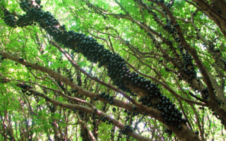 Виноградное дерево