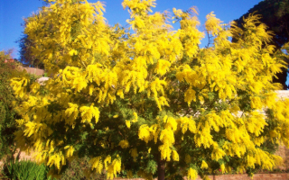 Дерево мимоза