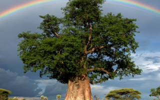 Деревья Африки