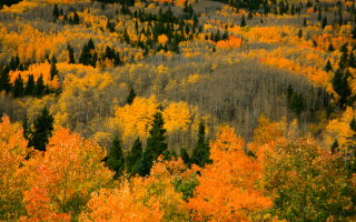 Деревья осенью