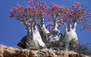 Деревья острова Сокотра