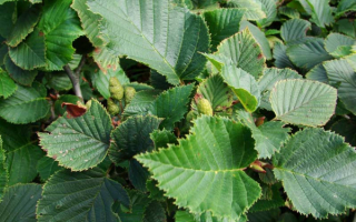 Листья ольхи