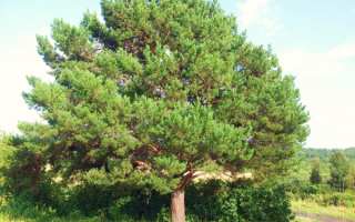 Сосна сибирская