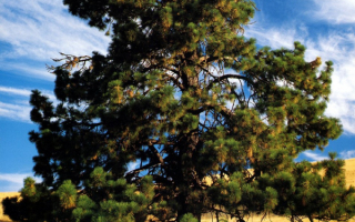 Старая сосна