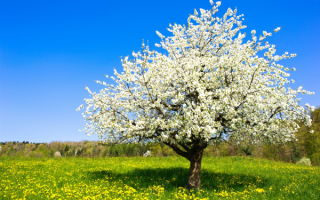 Цветущее дерево