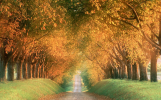 Дорога в осень