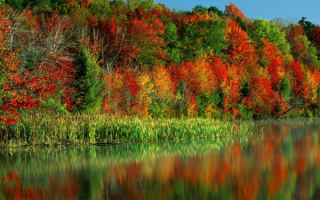 Красивые осенние деревья