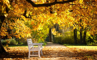 Осенняя аллея