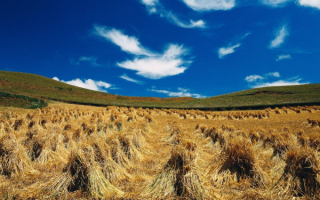 Осень в поле