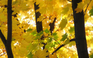 Осень выкрасила клены